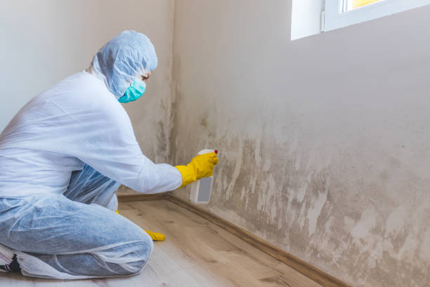 Licensed Black Mold Remediation service in Graham, TX - 24 Hour Mold Removal