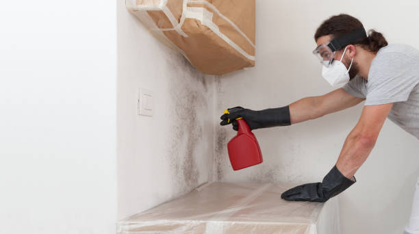 Professional Black Mold Remediation technician working in Graham, TX