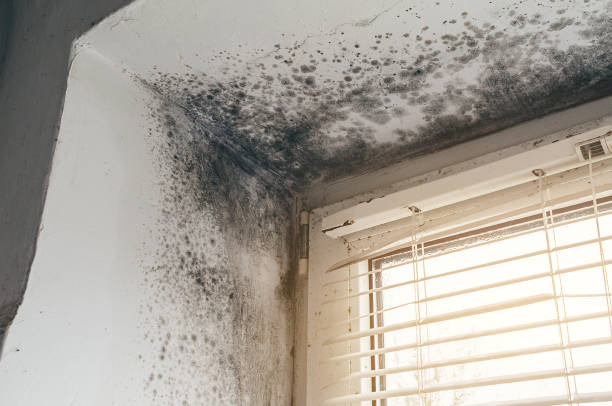 Affordable Black Mold Remediation solutions in Graham, TX