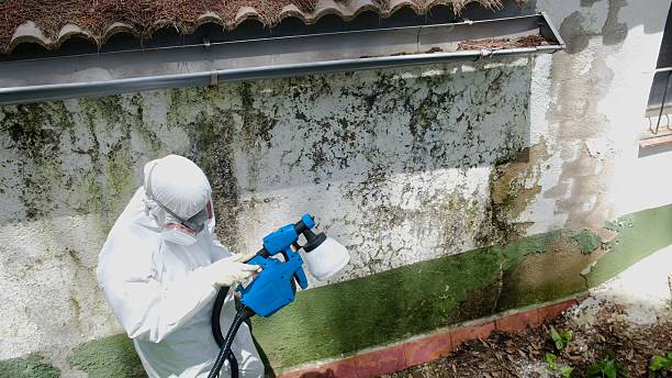 Top rated local Black Mold Remediation specialists in Graham, TX